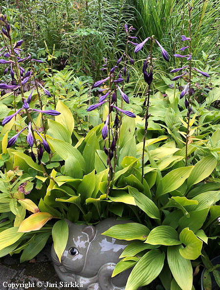 Hosta clausa f. normalis, r�nsykuunlilja